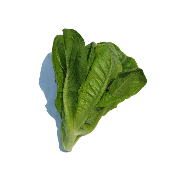 breen lettuce