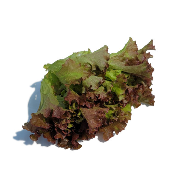 brentwood lettuce
