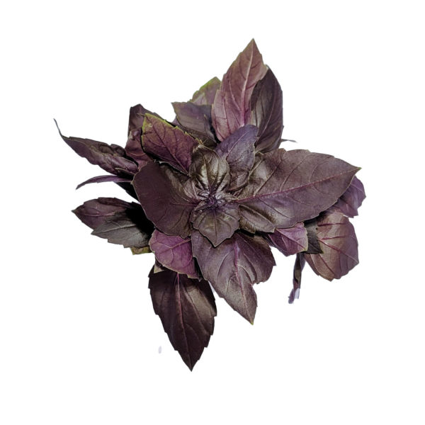 deep purple basil